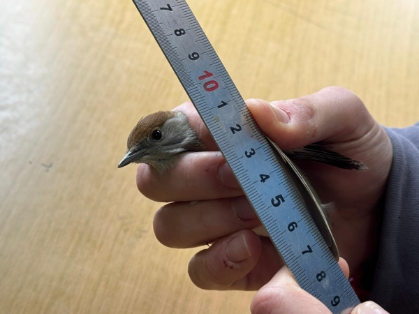 Kızılırmak Deltası'nda 22 Yılda 200 Binin Üzerinde Kuş Halkalandı