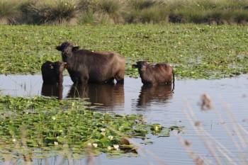 OMU-led brand journey for buffalo breeding in the Kızılırmak Delta