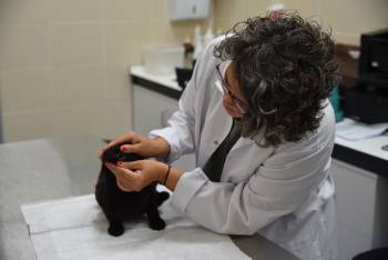 OMÜ Hayvan Hastanesi 2025’te 30 bin 842 hastaya hizmet verdi