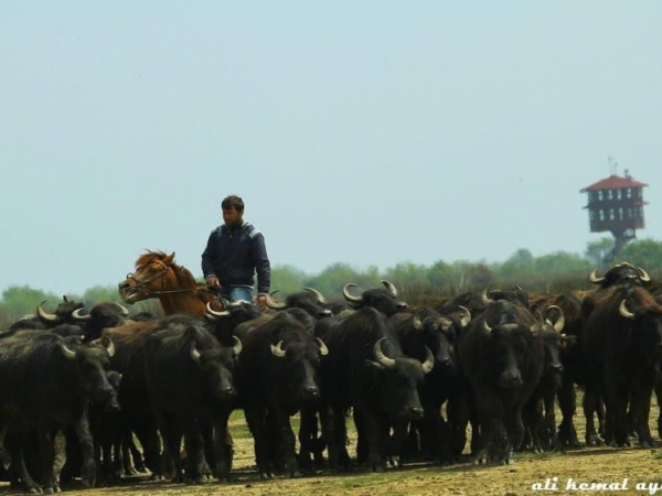 Fotoğraf: Ali Kemal Ayan. At sırtındaki çoban mandaları otlatıyor. 