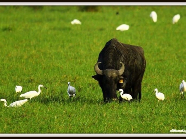 Fotoğraf: Ali Kemal Ayan - Manda Kızılırmak Deltasında kuşlarla birlikte otluyor. 