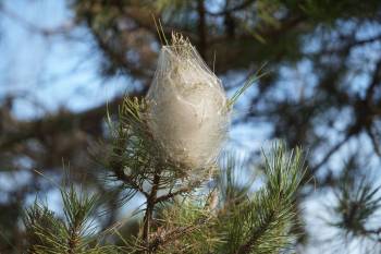 Pine processionary caterpillar infestation threatens forests and public health in Samsun