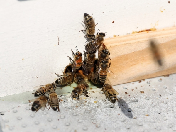 Sürdürülebilir Tarımda Bal Arıları Önemli Rol Oynuyor