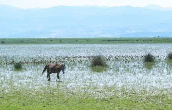 Wetlands under threat: a call for sustainable water governance